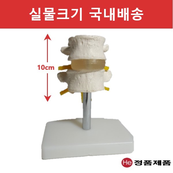 2마디 요추모형 6003GG 인체모형 사람인체구조 아나토미 뇌구조 대뇌 위모형 간모형 뇌모형 두개골 척추 인대 근육모형 인체해부도 뇌혈관 전신모형 동인형 뇌해부 인체모형 소형 사람인체구조 아나토미 위모형 간모형 뇌모형 두개골 척추 인대 근육모형 인체해부도 척골 요골 전신모형 동인형 경혈인형 손모형 발모형