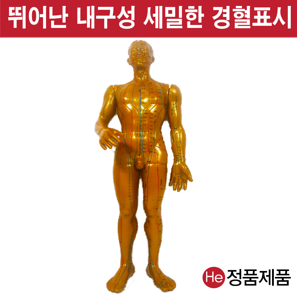 동인형 남자 황금색 50cm TS8001ZY 인체모형 사람인체구조 아나토미 뇌구조 대뇌 위모형 간모형 뇌모형 두개골 척추 인대 근육모형 인체해부도 뇌혈관 전신모형 동인형 뇌해부 인체모형 소형 사람인체구조 아나토미 위모형 간모형 뇌모형 두개골 척추 인대 근육모형 인체해부도 척골 요골 전신모형 동인형 경혈인형 손모형 발모형