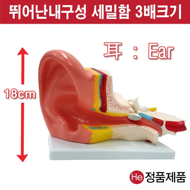 귀모형 3배확대모형 9002JP 인체모형 소형 사람인체구조 아나토미 위모형 간모형 뇌모형 두개골 척추 인대 근육모형 인체해부도 척골 요골 전신모형 동인형 경혈인형 손모형 발모형