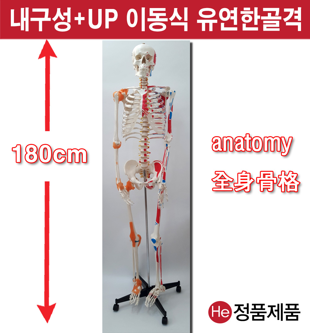 전신골격모형 근육인대포함 180cm (JR1001GG) 인체모형 척추 치아 해부도 신체 병원 아나토미 전시용 고관절 해부도 인체 요골 척골 세포 사이언스 치과치료 모레시계 척추만증 허리통증 요골 두개골 척골 뇌구조