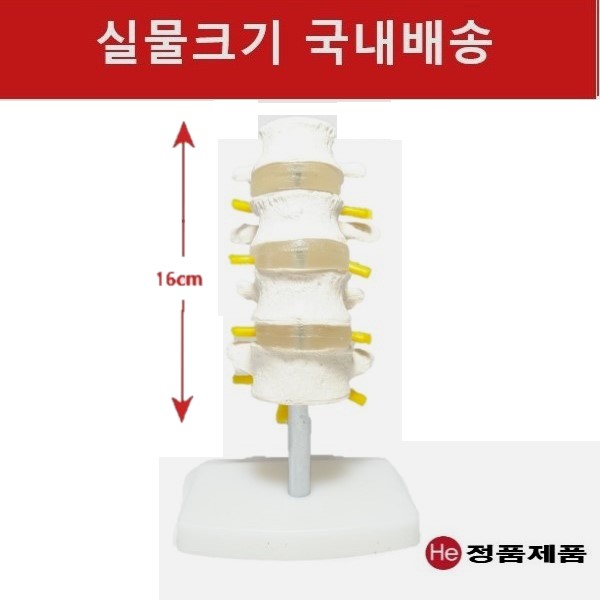 4마디 요추모형 8003GG 인체모형 사람인체구조 아나토미 뇌구조 대뇌 위모형 간모형 뇌모형 두개골 척추 인대 근육모형 인체해부도 뇌혈관 전신모형 동인형 뇌해부 인체모형 소형 사람인체구조 아나토미 위모형 간모형 뇌모형 두개골 척추 인대 근육모형 인체해부도 척골 요골 전신모형 동인형 경혈인형 손모형 발모형