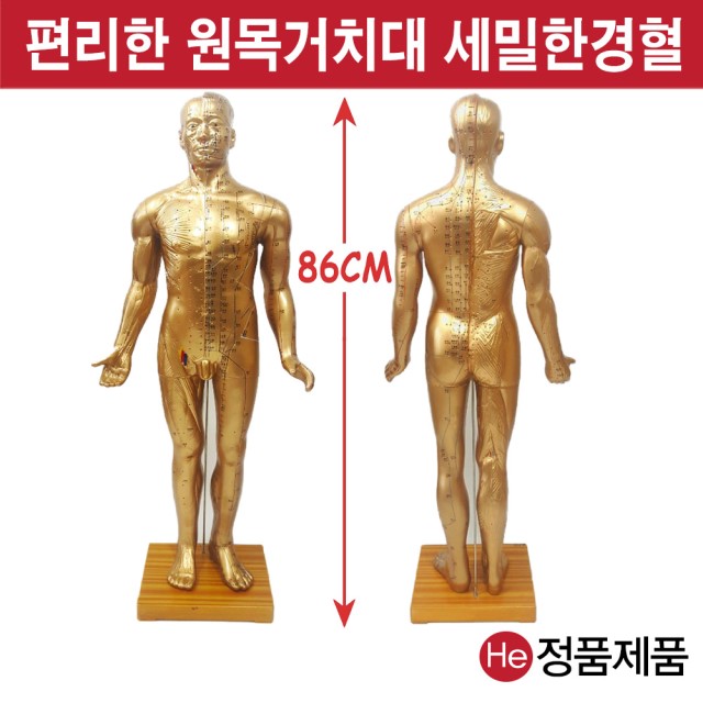 전신침구동인형 85cm 4001ZY 인체모형 사람인체구조 아나토미 뇌구조 대뇌 위모형 간모형 뇌모형 두개골 척추 인대 근육모형 인체해부도 뇌혈관 전신모형 동인형 뇌해부 인체모형 소형 사람인체구조 아나토미 위모형 간모형 뇌모형 두개골 척추 인대 근육모형 인체해부도 척골 요골 전신모형 동인형 경혈인형 손모형 발모형