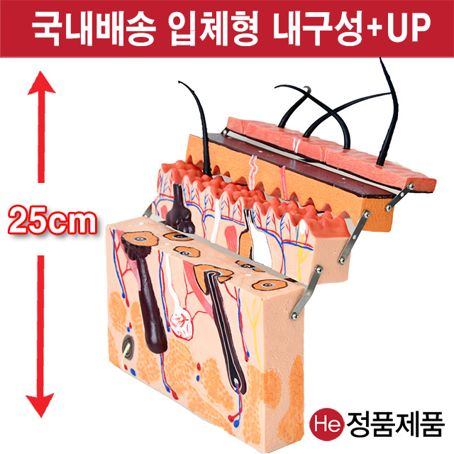 피부모형 입체형 확대 해부 3006JP 인체모형 사람인체구조 아나토미 뇌구조 대뇌 위모형 간모형 뇌모형 두개골 척추 인대 근육모형 인체해부도 뇌혈관 전신모형 동인형 뇌해부 인체모형 소형 사람인체구조 아나토미 위모형 간모형 뇌모형 두개골 척추 인대 근육모형 인체해부도 척골 요골 전신모형 동인형 경혈인형 손모형 발모형