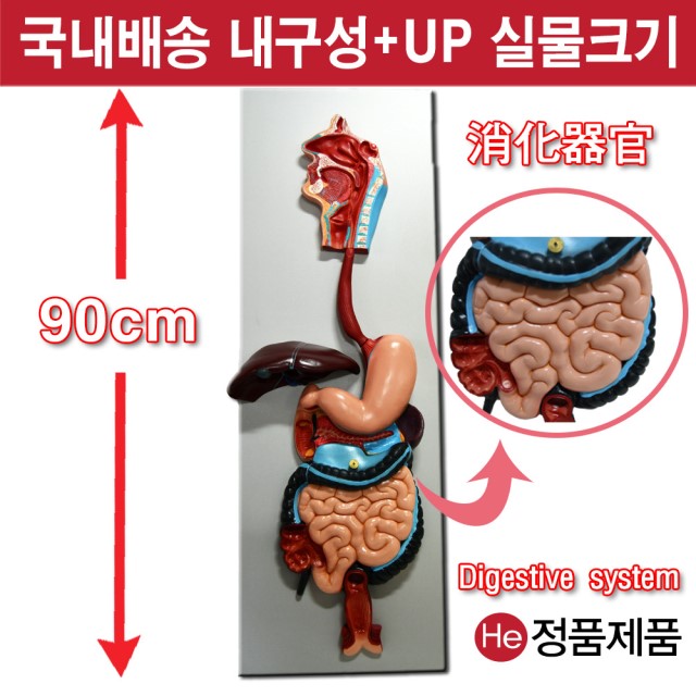 소화기관모형 고급형 1004JP 인체모형 사람인체구조 아나토미 뇌구조 대뇌 위모형 간모형 뇌모형 두개골 척추 인대 근육모형 인체해부도 뇌혈관 전신모형 동인형 뇌해부 인체모형 소형 사람인체구조 아나토미 위모형 간모형 뇌모형 두개골 척추 인대 근육모형 인체해부도 척골 요골 전신모형 동인형 경혈인형 손모형 발모형