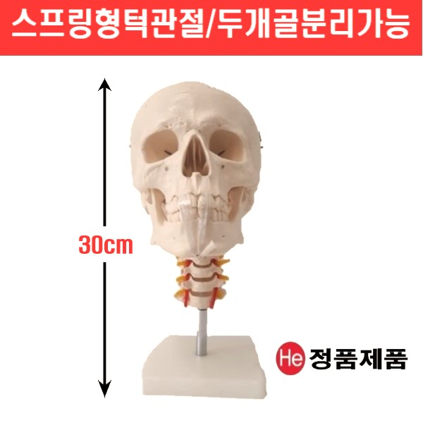 경추 두개골모형(2002GG) 슬라임재료 고관절 대퇴부골절 CPR 인체해부도