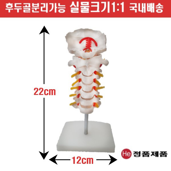 경추모형 후두골포함 4003GG 인체모형 사람인체구조 아나토미 뇌구조 대뇌 위모형 간모형 뇌모형 두개골 척추 인대 근육모형 인체해부도 뇌혈관 전신모형 동인형 뇌해부 인체모형 소형 사람인체구조 아나토미 위모형 간모형 뇌모형 두개골 척추 인대 근육모형 인체해부도 척골 요골 전신모형 동인형 경혈인형 손모형 발모형