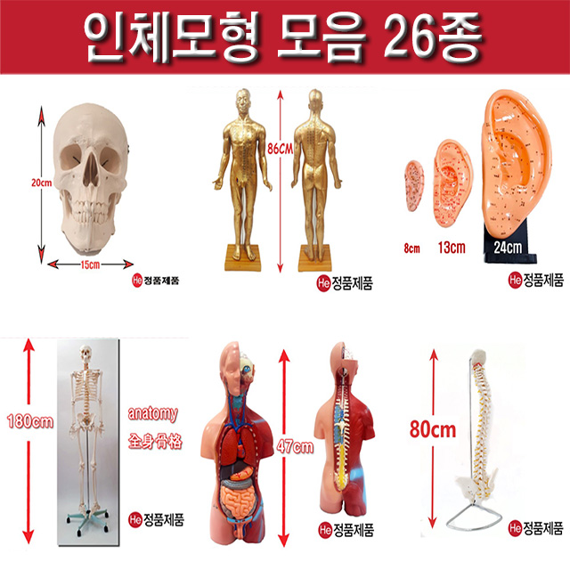 인체모형 모음전-모형바이오 26종 두개골모형 척추모형 귀모형 황금색동인형 경혈모형 상반신해부모형 전신골격모형 손경혈 귀경혈 동인형 요추모형 경추모형 골반모형 머리모형 뇌모형