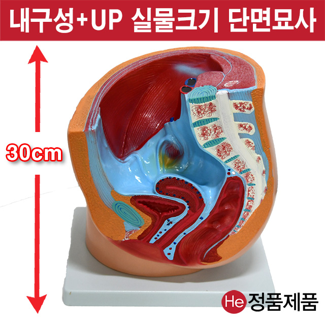 여성골반모형 7005JP 인체모형 사람인체구조 아나토미 뇌구조 대뇌 위모형 간모형 뇌모형 두개골 척추 인대 근육모형 인체해부도 뇌혈관 전신모형 동인형 뇌해부 인체모형 소형 사람인체구조 아나토미 위모형 간모형 뇌모형 두개골 척추 인대 근육모형 인체해부도 척골 요골 전신모형 동인형 경혈인형 손모형 발모형