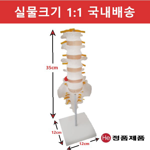 요추모형 (천골꼬리뼈) 5003GG 인체모형 사람인체구조 아나토미 뇌구조 대뇌 위모형 간모형 뇌모형 두개골 척추 인대 근육모형 인체해부도 뇌혈관 전신모형 동인형 뇌해부 인체모형 소형 사람인체구조 아나토미 위모형 간모형 뇌모형 두개골 척추 인대 근육모형 인체해부도 척골 요골 전신모형 동인형 경혈인형 손모형 발모형