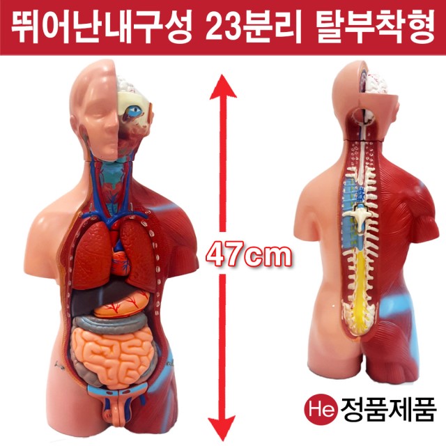 상반신모형 23분리해부모형 6001JP 인체모형 소형 사람인체구조 아나토미 위모형 간모형 뇌모형 두개골 척추 인대 근육모형 인체해부도 척골 요골 전신모형 동인형 경혈인형 손모형 발모형