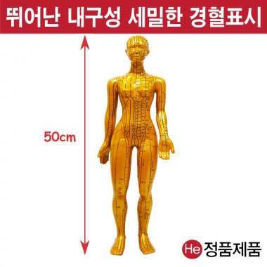 동인형 여자 황금색 50cm TS9001ZY 인체모형 사람인체구조 아나토미 뇌구조 대뇌 위모형 간모형 뇌모형 두개골 척추 인대 근육모형 인체해부도 뇌혈관 전신모형 동인형 뇌해부 인체모형 소형 사람인체구조 아나토미 위모형 간모형 뇌모형 두개골 척추 인대 근육모형 인체해부도 척골 요골 전신모형 동인형 경혈인형 손모형 발모형