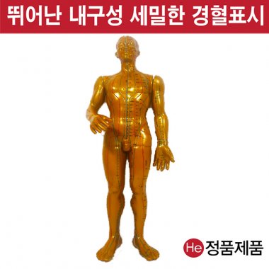 동인형 황금색 남자 TS8001ZY 인체모형 사람인체구조 아나토미 뇌구조 대뇌 위모형 간모형 뇌모형 두개골 척추 인대 근육모형 인체해부도 뇌혈관 전신모형 동인형 뇌해부 인체모형 소형 사람인체구조 아나토미 위모형 간모형 뇌모형 두개골 척추 인대 근육모형 인체해부도 척골 요골 전신모형 동인형 경혈인형 손모형 발모형