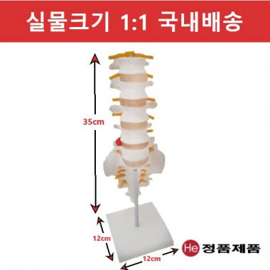 요추모형 (천골꼬리뼈) 5003GG 인체모형 사람인체구조 아나토미 뇌구조 대뇌 위모형 간모형 뇌모형 두개골 척추 인대 근육모형 인체해부도 뇌혈관 전신모형 동인형 뇌해부 인체모형 소형 사람인체구조 아나토미 위모형 간모형 뇌모형 두개골 척추 인대 근육모형 인체해부도 척골 요골 전신모형 동인형 경혈인형 손모형 발모형