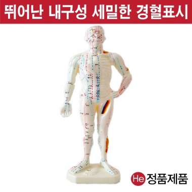 침구동인형 26cm 0101ZY 인체모형 사람인체구조 아나토미 뇌구조 대뇌 위모형 간모형 뇌모형 두개골 척추 인대 근육모형 인체해부도 뇌혈관 전신모형 동인형 뇌해부 인체모형 소형 사람인체구조 아나토미 위모형 간모형 뇌모형 두개골 척추 인대 근육모형 인체해부도 척골 요골 전신모형 동인형 경혈인형 손모형 발모형