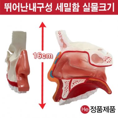 코단면모형 7002JP 인체모형 소형 사람인체구조 아나토미 위모형 간모형 뇌모형 두개골 척추 인대 근육모형 인체해부도 척골 요골 전신모형 동인형 경혈인형 손모형 발모형