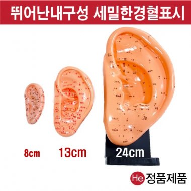 귀모형 24cm 4002ZY 인체모형 사람인체구조 아나토미 뇌구조 대뇌 위모형 간모형 뇌모형 두개골 척추 인대 근육모형 인체해부도 뇌혈관 전신모형 동인형 뇌해부 인체모형 소형 사람인체구조 아나토미 위모형 간모형 뇌모형 두개골 척추 인대 근육모형 인체해부도 척골 요골 전신모형 동인형 경혈인형 손모형 발모형