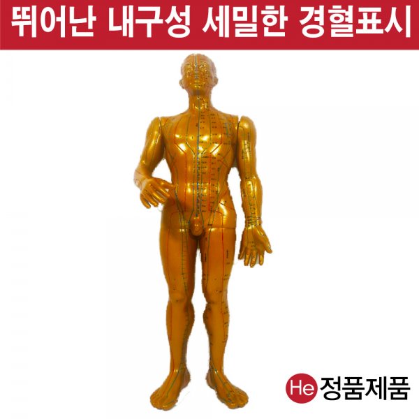 동인형 남자 황금색 50cm TS8001ZY 인체모형 사람인체구조 아나토미 뇌구조 대뇌 위모형 간모형 뇌모형 두개골 척추 인대 근육모형 인체해부도 뇌혈관 전신모형 동인형 뇌해부 인체모형 소형 사람인체구조 아나토미 위모형 간모형 뇌모형 두개골 척추 인대 근육모형 인체해부도 척골 요골 전신모형 동인형 경혈인형 손모형 발모형