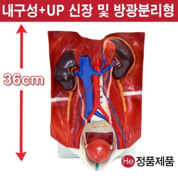 비뇨기관모형 1005JP 인체모형 사람인체구조 아나토미 뇌구조 대뇌 위모형 간모형 뇌모형 두개골 척추 인대 근육모형 인체해부도 뇌혈관 전신모형 동인형 뇌해부 인체모형 소형 사람인체구조 아나토미 위모형 간모형 뇌모형 두개골 척추 인대 근육모형 인체해부도 척골 요골 전신모형 동인형 경혈인형 손모형 발모형