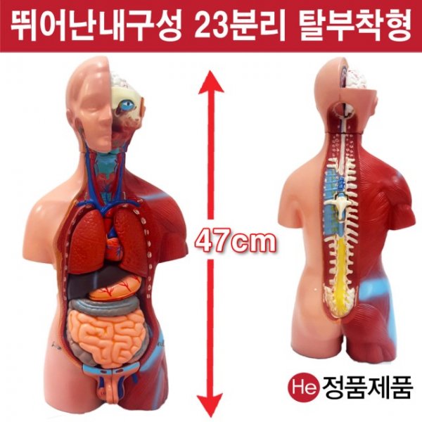 상반신모형 23분리해부모형 6001JP 인체모형 소형 사람인체구조 아나토미 위모형 간모형 뇌모형 두개골 척추 인대 근육모형 인체해부도 척골 요골 전신모형 동인형 경혈인형 손모형 발모형