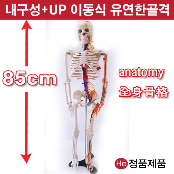 전신골격모형 근육인대포함 85cm (X2001GG) 인체모형 척추 치아 해부도 신체 병원 아나토미 전시용 고관절 해부도 인체 요골 척골 세포 사이언스 치과치료 모레시계 척추만증 허리통증 요골 두개골 척골 뇌구조