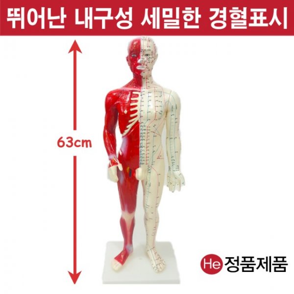 침구동인형 근육포함 60cm 6001ZY 인체모형 사람인체구조 아나토미 뇌구조 대뇌 위모형 간모형 뇌모형 두개골 척추 인대 근육모형 인체해부도 뇌혈관 전신모형 동인형 뇌해부 인체모형 소형 사람인체구조 아나토미 위모형 간모형 뇌모형 두개골 척추 인대 근육모형 인체해부도 척골 요골 전신모형 동인형 경혈인형 손모형 발모형